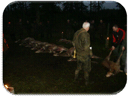 HjortejagtUlfborg2007 007.jpg