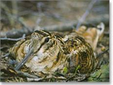 rusticola