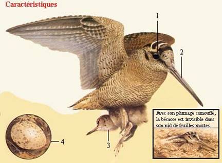 sneppeflyt